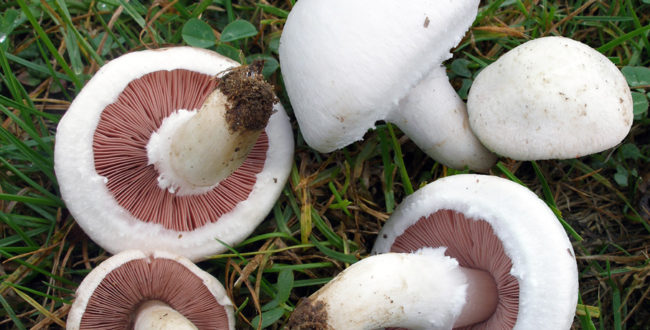 アガリクス　効果　効能